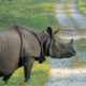 One-Horned Rhino